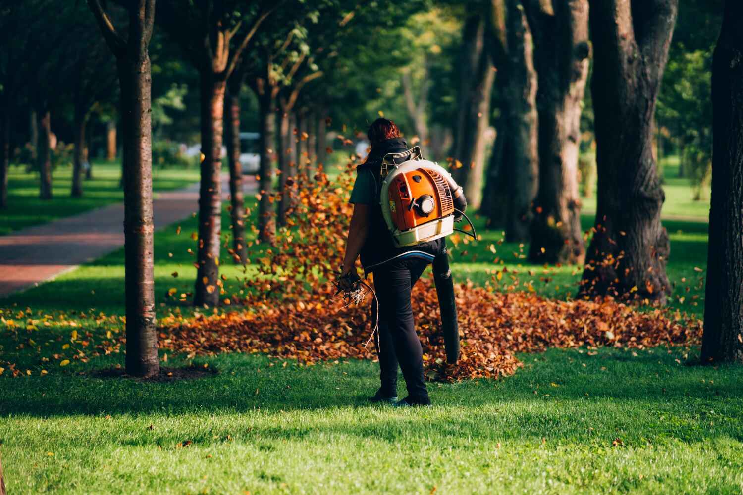 Best Emergency Storm Tree Removal  in Park Falls, WI